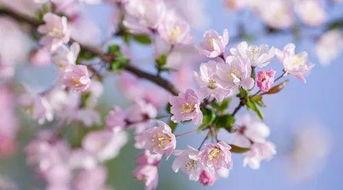 海棠与妄,探寻古典与现代的交融之美