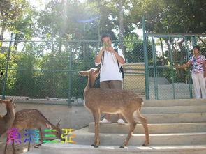 鹿游记,穿越山水间的诗意漫步