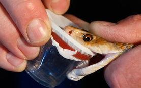 毒液海岸,揭秘神秘海域的恐怖传说与未知之谜